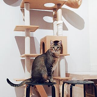 猫と暮らす/IKEA スツール/キャットタワー/WALPA壁紙/walpa...などのインテリア実例 - 2015-11-07 16:51:57