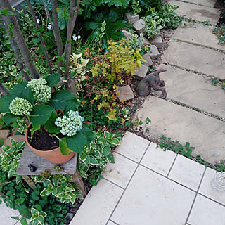 ウズアジサイのインテリア実例 Roomclip ルームクリップ