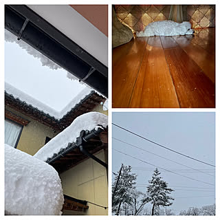 リリーちゃん❤️/外はこんなに積もる/お正月二日目/吹雪1°/朝晩寒い...などのインテリア実例 - 2021-01-02 14:17:49