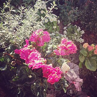 玄関/入り口/庭/漆喰の壁/花が好き/植物のある暮らし...などのインテリア実例 - 2016-11-11 11:44:26