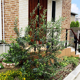 シンボルツリーはオリーブ/LIXIL/セダム/レンガ花壇/玄関/入り口のインテリア実例 - 2021-05-22 12:00:09