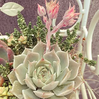 お庭の花/初心者/多肉植物寄せ植え/多肉植物/ガーデニングのインテリア実例 - 2017-05-25 15:07:03