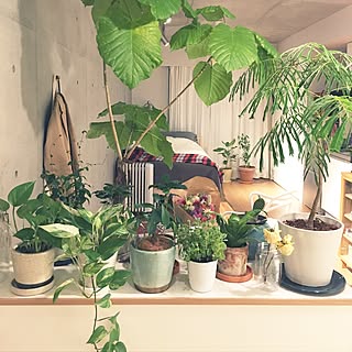 棚/観葉植物/植物のある暮らし/コンクリート打ちっ放し/ワンルーム...などのインテリア実例 - 2017-03-27 01:33:32