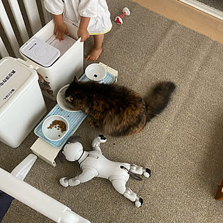 ねこのいる日常/1歳児/ねこと暮らす。/aibo/ねこと暮らす...などのインテリア実例 - 2021-08-27 08:51:48