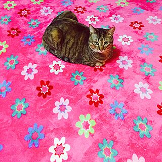 ベッド周り/いいね♪いつもありがとうございます❤️/おやすみなさい/むぎわら猫のミィ♪/ねこのいる風景...などのインテリア実例 - 2016-04-10 00:03:14