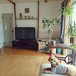 ベッド周り/観葉植物/植物/観葉植物のある部屋/コウモリラン苔玉...などのインテリア実例 - 2017-06-23 11:02:40