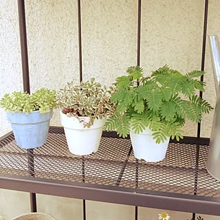 玄関/入り口/植物/RC兵庫支部/多肉植物/ペイント...などのインテリア実例 - 2014-07-06 10:23:27