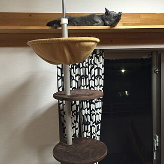 壁/天井/猫/ペットと暮らすインテリア/猫と暮らすマンション/にゃんション...などのインテリア実例 - 2015-07-26 20:43:12