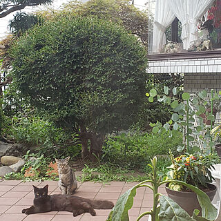 グリーンのある暮らし/庭/猫/ねこのいる風景/外猫ちゃんのインテリア実例 - 2020-08-08 22:37:56