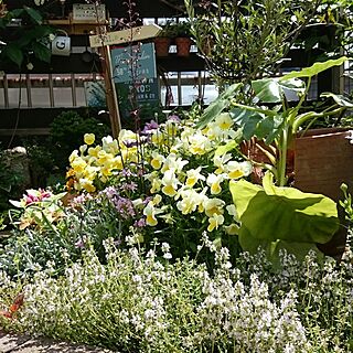 庭/ハーブガーデン/ガーデニング雑貨/花のある暮らし/寄せ植え...などのインテリア実例 - 2017-05-11 14:35:34