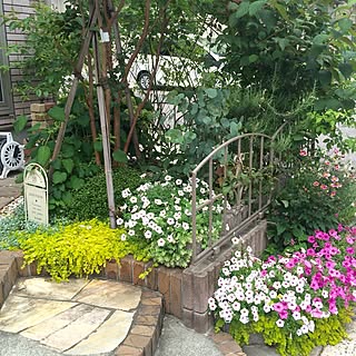 植物 オレガノケントビューティーのおしゃれなアレンジ 飾り方のインテリア実例 Roomclip ルームクリップ