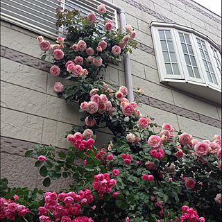 玄関/入り口/私もこれが欲しい。/このバラは理想ですね。/通りすがりの玄関/雨なのに素敵な家でした。...などのインテリア実例 - 2015-05-12 20:26:36