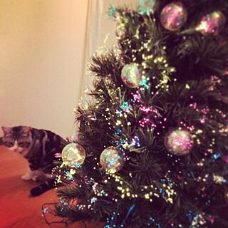 玄関/入り口/猫がいる家/クリスマスツリーのインテリア実例 - 2016-11-11 21:23:13