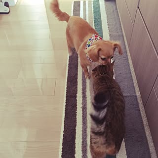 キッチン/cat/犬/犬猫/いぬばか...などのインテリア実例 - 2015-03-22 13:58:38