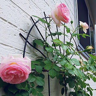 玄関/入り口/ピエールドゥロンサール/薔薇/バラ/窓...などのインテリア実例 - 2019-05-19 17:08:40