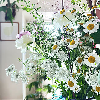 夏白菊/レースフラワー/グリーンのある暮らし/好きなものに囲まれて暮らす/コウモリラン...などのインテリア実例 - 2022-04-08 09:44:03