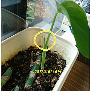 観葉植物/みどりのある暮らし/植物/芽が出た/緑...などのインテリア実例 - 2017-06-06 09:05:59