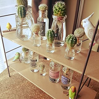 セリア 水耕栽培初めました の商品を使ったおしゃれなインテリア実例 Roomclip ルームクリップ