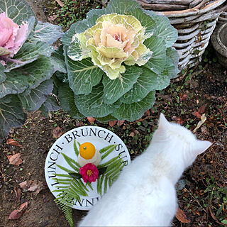 白猫/お正月/花のある生活/花のある暮らし/ボタニカル...などのインテリア実例 - 2020-01-01 16:04:55