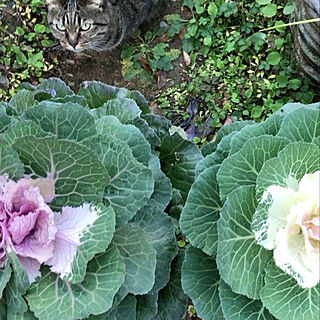 猫と植物/庭/にわ/ガーデン/日常...などのインテリア実例 - 2019-11-21 08:55:36