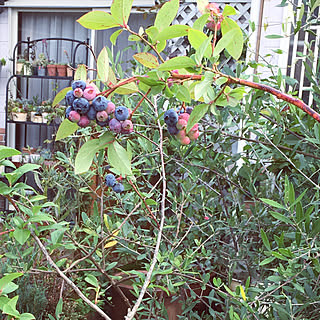 私のお楽しみ/ブルーベリーの実/ブルーベリー/my garden˚✧₊⁎/my garden...などのインテリア実例 - 2019-07-03 15:41:36