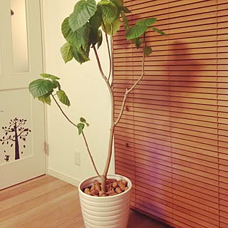 カインズホームの鉢のインテリア実例 Roomclip ルームクリップ