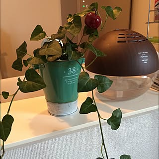 キッチン/植物/雑貨/カウンターキッチン/賃貸...などのインテリア実例 - 2014-12-26 11:01:07