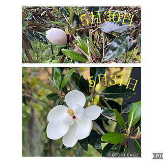 大きな花/花の命は短い/白い花/タイサンボクリトルジェム/木が好き...などのインテリア実例 - 2023-06-04 08:31:38