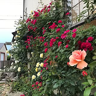 壁/天井/インテリアじゃなくてごめんなさい/流木/砂利撤去中/無加工無修正...などのインテリア実例 - 2017-06-01 18:51:43