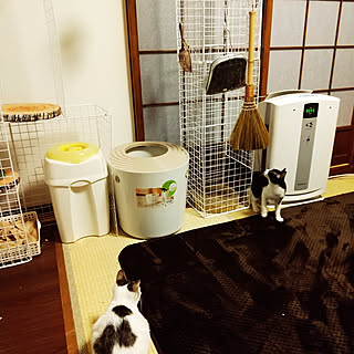 猫用トイレ/いいね！ありがとうございます♪/猫のいる日常/キャットタワーDIY/上から入る猫トイレ...などのインテリア実例 - 2020-02-04 18:16:16