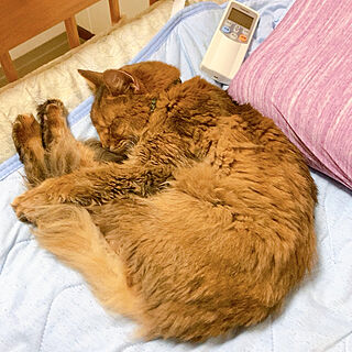 ベッド周り/猫と暮らす♡/猫大好き❤️/可愛いレイラ♡/ソマリ...などのインテリア実例 - 2021-06-16 21:49:47