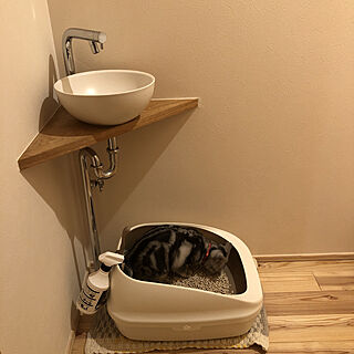 デオトイレ/猫用トイレ/うちの猫☺︎/バス/トイレのインテリア実例 - 2020-02-02 18:42:40