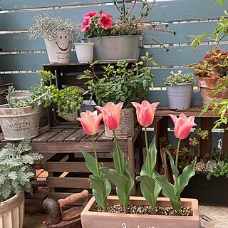 ペチュニア/チューリップ/お花のある暮らし/庭　DIY/寄せ植え...などのインテリア実例 - 2021-04-03 10:26:43