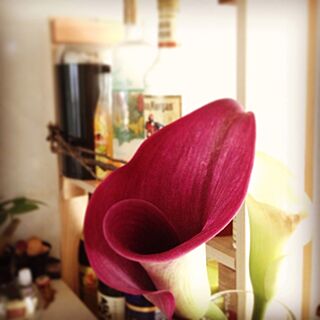 キッチン/植物/カラー/お花♪のインテリア実例 - 2014-06-27 12:54:00