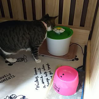 リフォーム/犬小屋DIY/猫小屋DIY/フラワーファウンテンのインテリア実例 - 2019-04-30 22:10:20