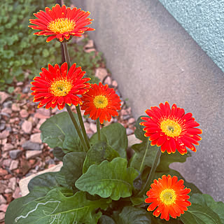 玄関/入り口/庭/寄せ植え/花のある暮らし/ガーデニングが好き...などのインテリア実例 - 2023-10-06 06:02:40