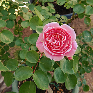 玄関/入り口/薔薇「バイランド」/可愛らしい薔薇です♪/今からお庭DIY/昨日は30度、今日は…...などのインテリア実例 - 2020-05-07 12:23:17