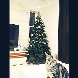 リビング/クリスマス/クリスマスツリー/猫/ねこ...などのインテリア実例 - 2019-12-20 08:31:53