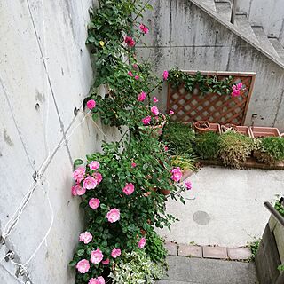 玄関/入り口/バラ/薔薇/鉢植え/ミニバラ...などのインテリア実例 - 2023-05-07 11:53:31