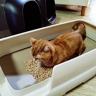 キッチン/インテリア/猫トイレ/ねこと暮らす/ニャンとも...などのインテリア実例 - 2024-04-15 21:04:25