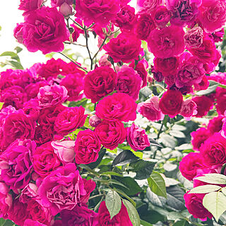 庭/今日も暑いですねー/本日の一枚/お花大好き♡/お花に癒される...などのインテリア実例 - 2022-07-08 11:48:28