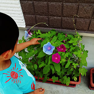 玄関/入り口/夏の思い出/こどもと暮らす。/観葉植物/癒やし...などのインテリア実例 - 2020-08-06 15:16:16