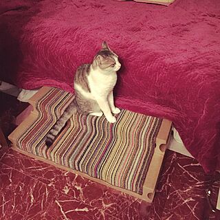 ベッド周り/DIY/猫用ステップ/猫/猫のいる部屋...などのインテリア実例 - 2015-09-14 22:26:10