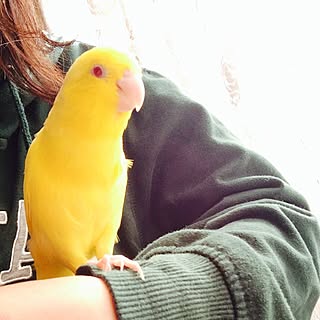 リビング/インコ/もはやインテリアではない/ペットと暮らす家/マメルリハのインテリア実例 - 2015-10-12 11:49:44