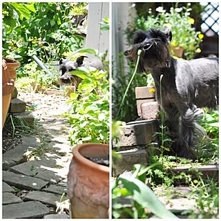 バス/トイレ/バス・トイレじゃありません/庭です/犬ばかりでスイマセン/台風お気を付けくださいのインテリア実例 - 2015-05-12 12:35:55