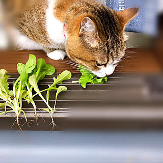 ねこのいる日常/間引きした葉っぱ/レタスミックス/家庭菜園/ベランダガーデン...などのインテリア実例 - 2022-04-26 12:06:58