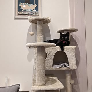 猫/キャットタワー/黒猫/ダイソー額縁/SHEIN購入品のインテリア実例 - 2023-12-04 23:36:18