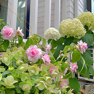 カリフォルニアローズのインテリア実例 Roomclip ルームクリップ