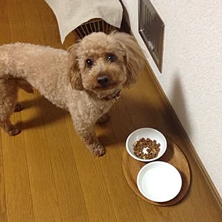 犬部♪/トイプードル/食事中のインテリア実例 - 2014-01-13 19:21:35