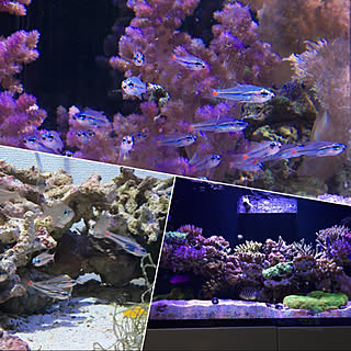 リビング/aquarium のインテリア実例 - 2017-12-14 20:53:32